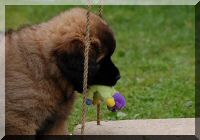 leonberger 043.jpg